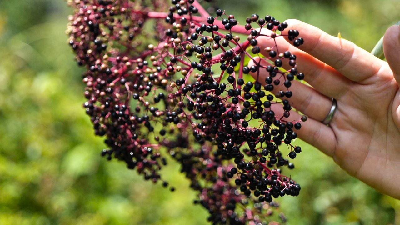 Get It Growing: Abundant elderberries are great for jams and syrups